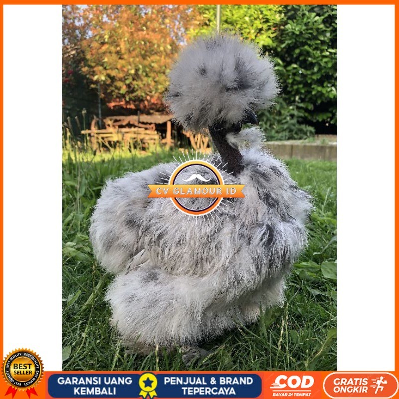 

TELUR AYAM HIAS SHOWGIRL SILKY / KAPAS SILKY LEGUN UNTUK DI TETASKAN CV GLAMOUR ID