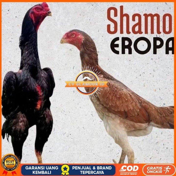 

telur tetas telur ayam shamo eropa Ori petarung bisa untuk di tetaskan CV GLAMOUR ID