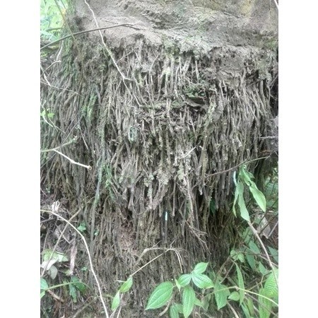 

OHI Ready AKAR AREN AKAR KAWUNG 1kg OBAT HERBAL SA