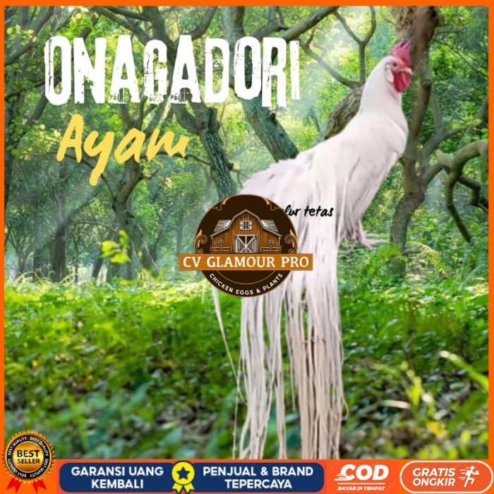 

telur ayam ekor panjang / ayam hias onagadori original berkualitas CV GLAMOUR PRO