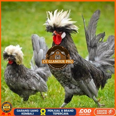 Telur ayam poland / telur ayam hias / telur fertil siap cod CV GLAMOUR PRO
