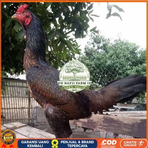 

Telur ayam bangkok bulbi petarung aduan fertil untuk ditetaskan UD NAFII FARM ID