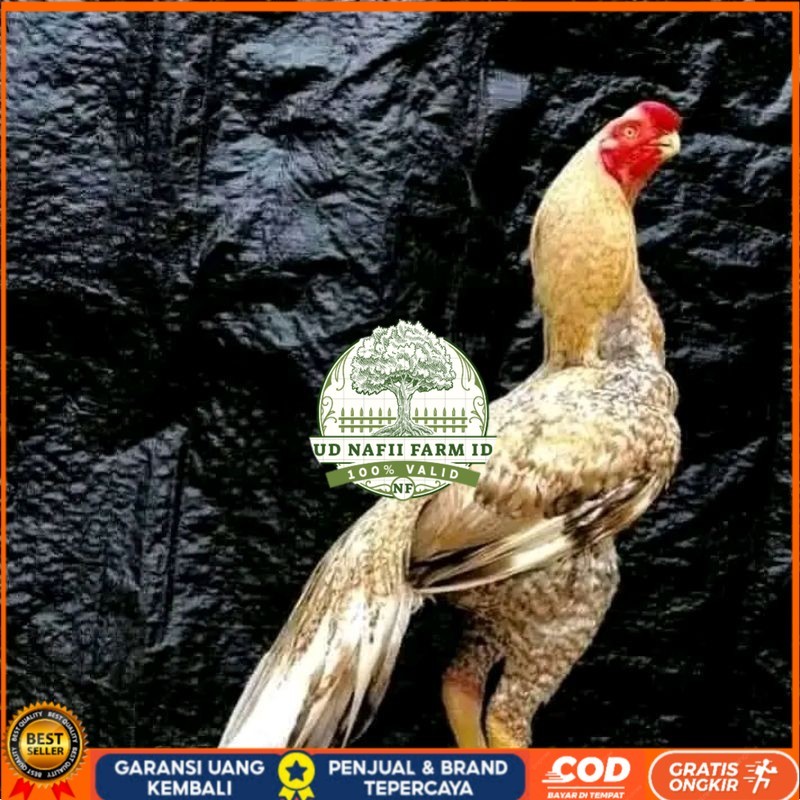 

telur fertil agsel Parrot kualitas terbaik UD NAFII FARM ID