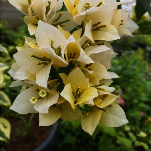 BUNGA KERTAS IMPORT BOUGENVILLE SURPENA