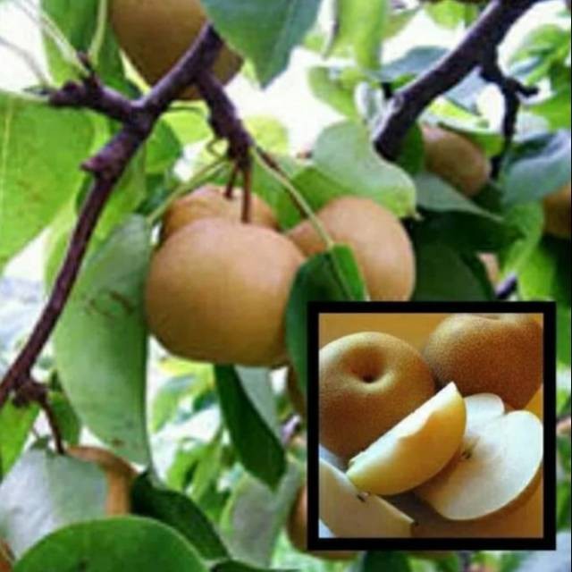 Bibit buah pir coklat