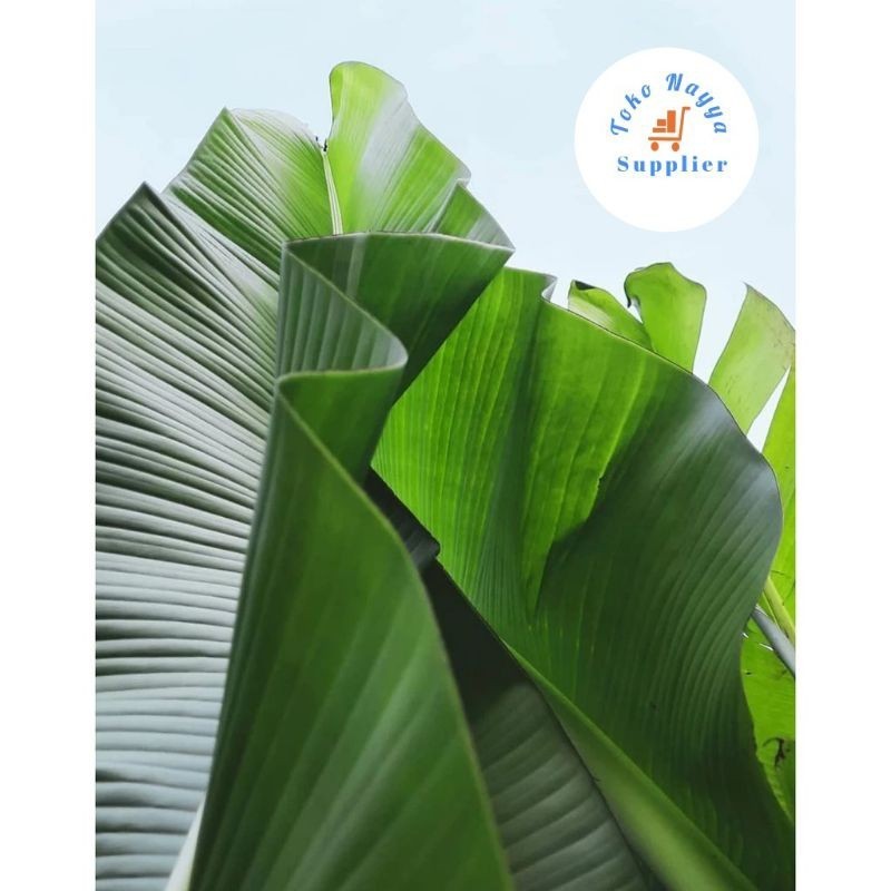 

[COD] Daun Pisang Segar