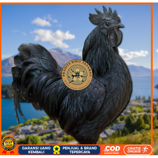 

telur ayam cemani lidah hitam ( asli ) bisa untuk di tetaskan jumbo PRADITA BIBIT TANAMAN