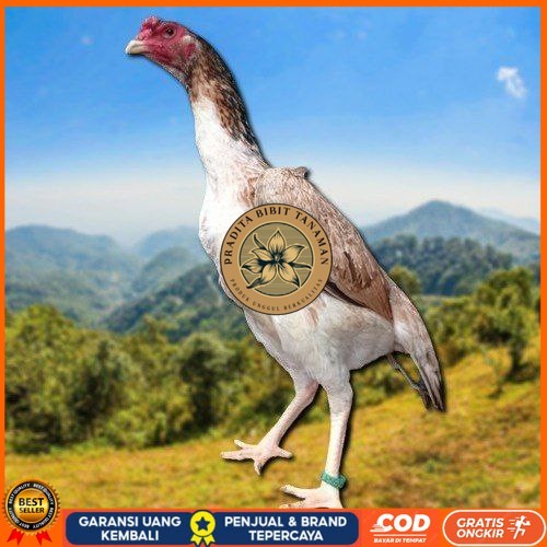 

telur fertil ayam shamo berkualitas super PRADITA BIBIT TANAMAN