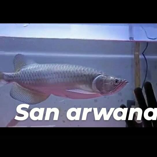 arwana jardini irian metalik arowana
