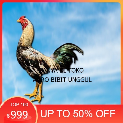

ayam pama IQ telur fertill 100% terlaris agro.bibit.unggul
