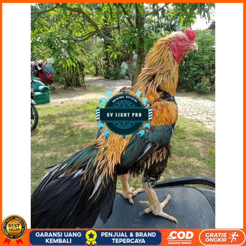 

TELUR FERTIL AYAM BANGKOK KLASIK JUMBO UNTUK DI TETASKAN CV LIGHT PRO