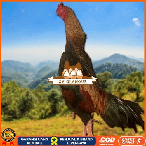 

telur fertil ayam shamo super garansi CV GLAMOUR