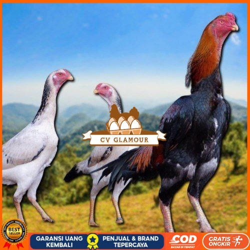 

telur fertil ayam shamo japan CV GLAMOUR