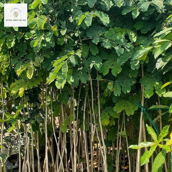 Bibit Trembesi Ukuran 150-180cm Batang Besar | Bibit Pohon Trembesi Keduh Penghijauan | Bibit Tanama