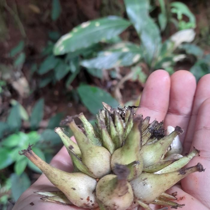 

Buah Marasi segar Hutan langka ready