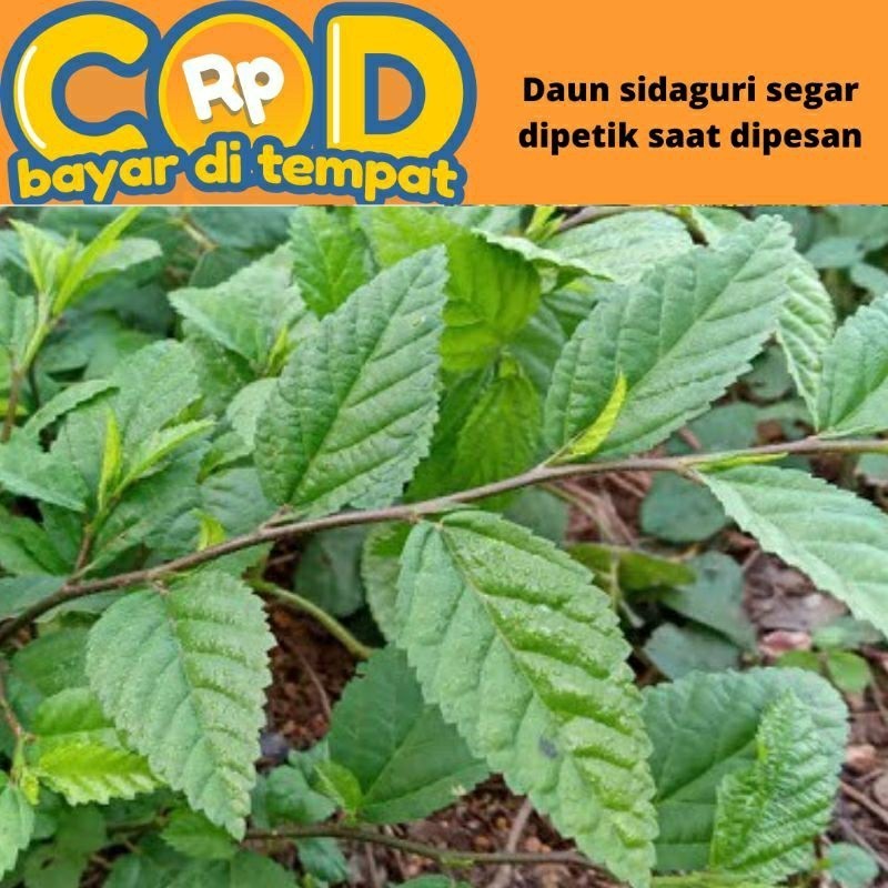

Korehcok Daun sidaguri segar di petik saat di pesan 300 gram PROMO TERMURAH