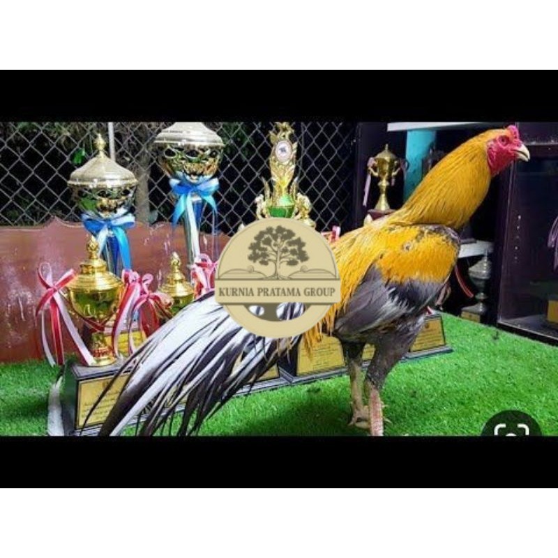 

PAKET 3 BUAH TELUR AYAM BANGKOK EKOR LIDI (FRESH) KURNIA PRATAMA GROUP
