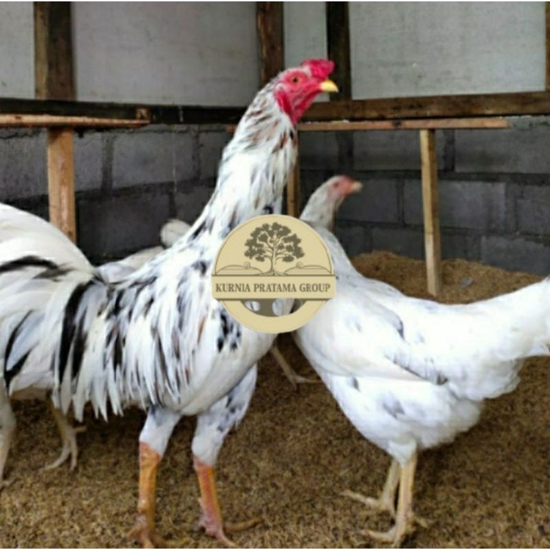 

TELUR AYAM SENSI PS BALITBANG UNTUK DI TETASKAN KURNIA PRATAMA GROUP