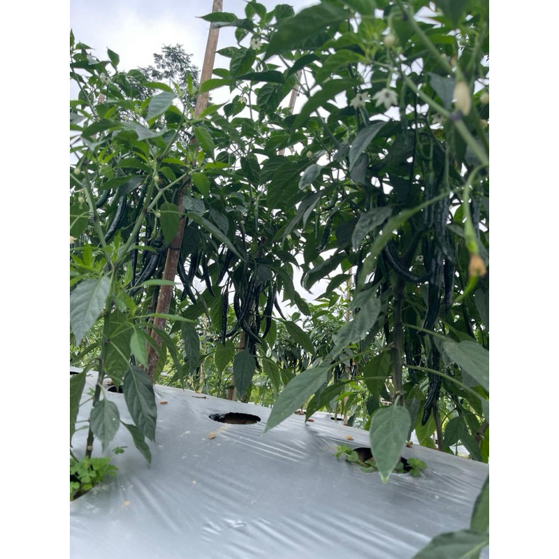 JAMIN MURAH ORLANDO  Benih Cabai Besar Hibrida F1 - Kemasan Pabrik 10gram - Eston Seed(BISA LANGSUNG