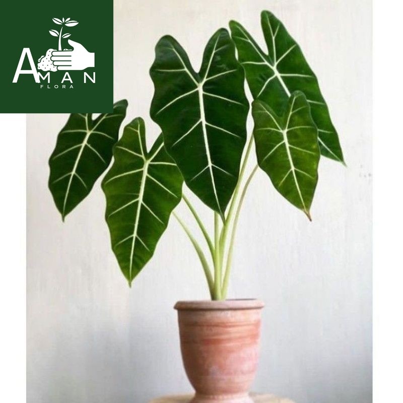 ` ( BISA COD ) Tanaman Hias Jenis Keladi - Caladium / Bunga Hias Keladi Tanaman Indoor Kelady / Tana