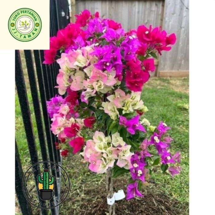 (BISA COD) Tanaman Hias Bugenvil Bunga Kertas Bunga Hidup Bugenvil Kertas / Bunga Hidup Bugenvil Ker