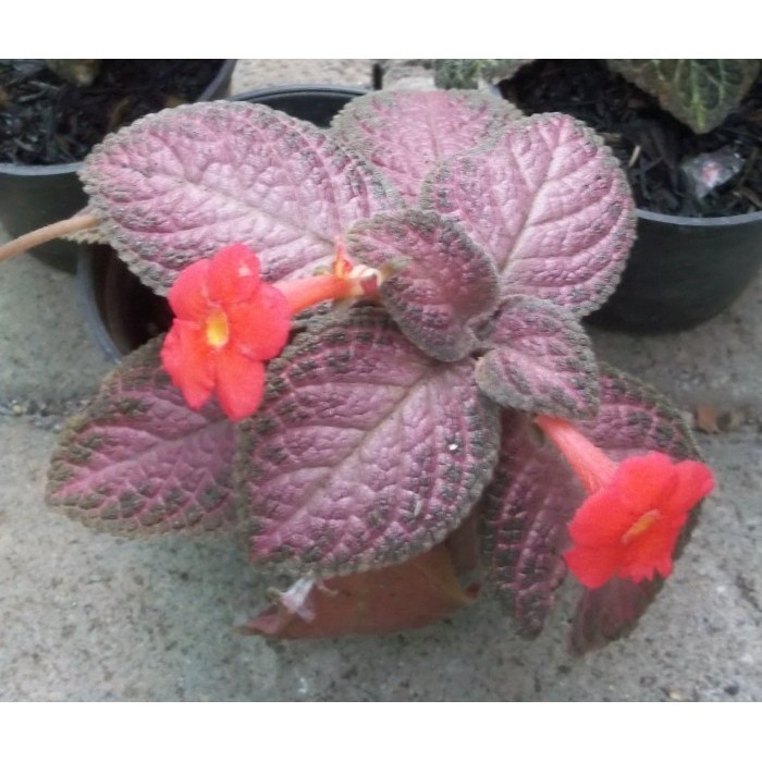 promo Tanaman Episcia cupreata "pink acajou" ready