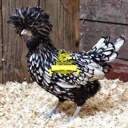 

telur ayam poland hias fertil asli siap ditetaskan - ayam polan KURNIA PRATAMA ABADI
