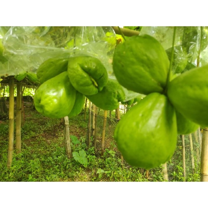 bibit labu siam anggur