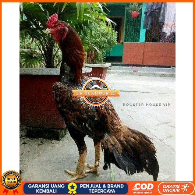 

telur tetas ayam aseel original berkualitas CV GLAMOUR ID