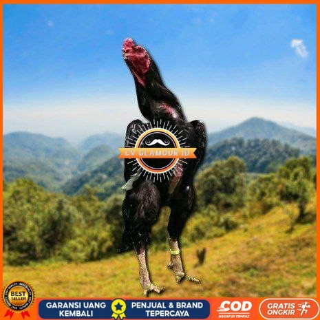 

telur ayam cos shamo ori bisa untuk di tetaskan CV GLAMOUR ID