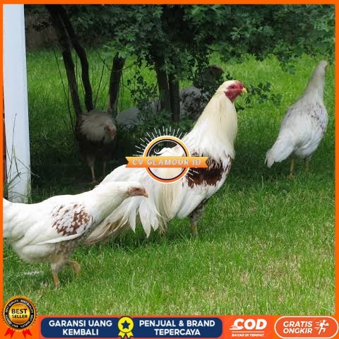 

Telur ayam hias yokohama fertil bisa ditetaskan Langsung CV GLAMOUR ID