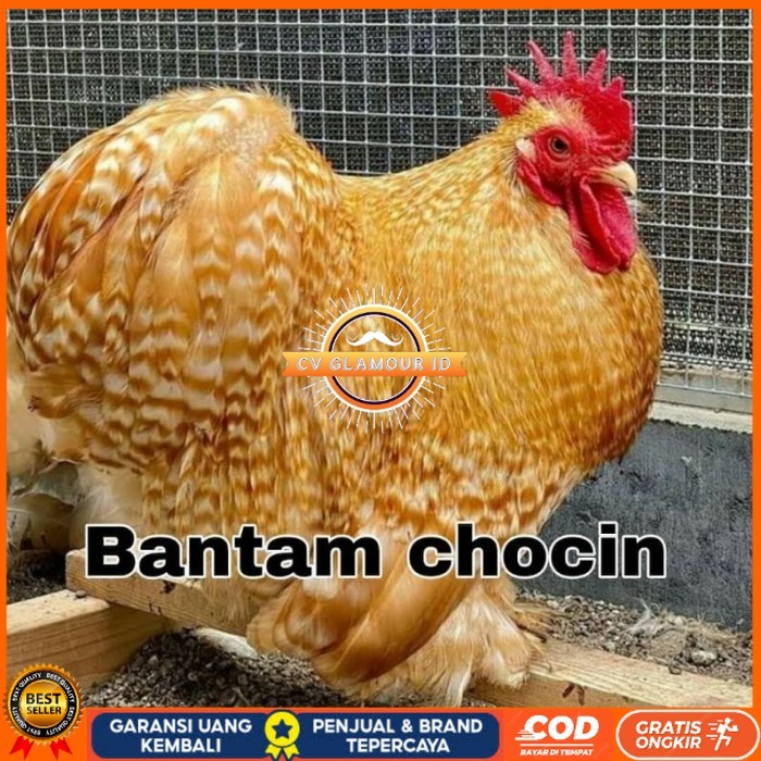 

Telur ayam hias bantam chocin fertil ditetaskan - bantam chocin CV GLAMOUR ID