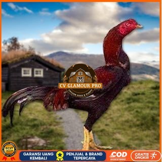 

Telur Ayam Pakhoy Tangguh Vertil Siap Di Tetaskan Jaminan Super Oiginal Bergaransi CV GLAMOUR PRO