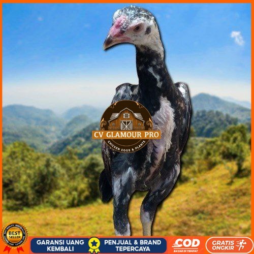 

PAKET MURAH 3 EKOR TELUR SHAMO (Cod) CV GLAMOUR PRO