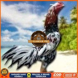 

BANGKOK F1 TELUR FERTIL PROMO BESAR CV GLAMOUR PRO