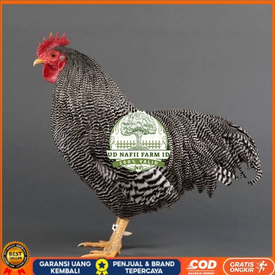 

Telur ayam barred plymouth rock / telur ayam hias fertil siap tetas UD NAFII FARM ID