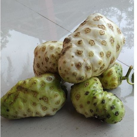 

500 gram buah mengkudu/pace segar