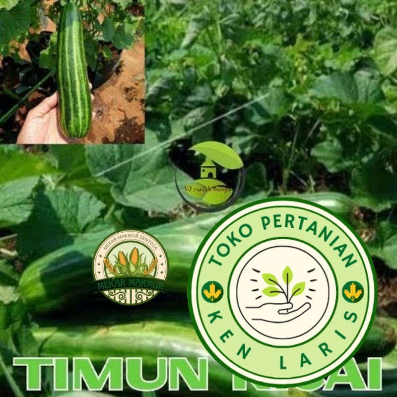 500 Benih Krai / Timun Krai Super Unggul