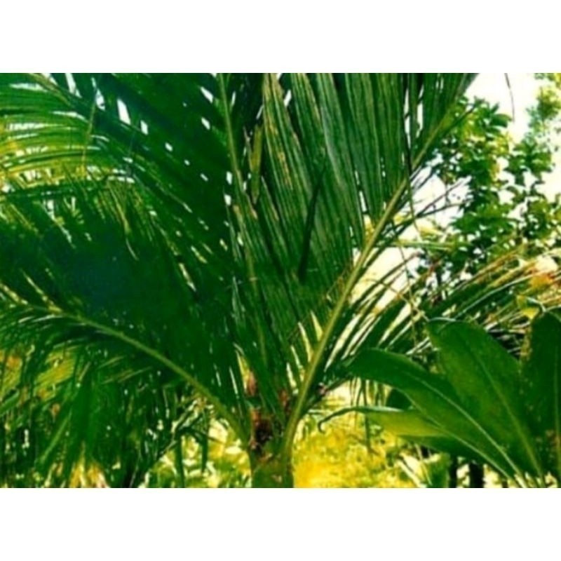 

AZ daun pinang fresh daun jambe per 250gram PROMO TERMURAH