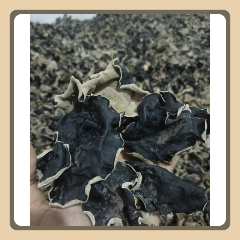 

jamur kuping kering/jamur hitam/lember 1KG besar kecil bagus (tidak lenyet/lodong/busuk saat di rendam)