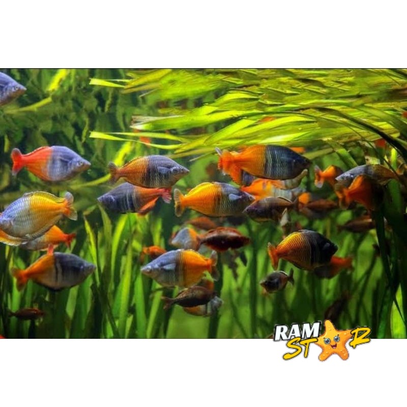 Rainbow Boesemani (Melanotaenia boesemanii) rembo