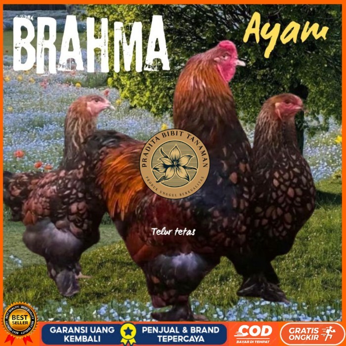 

telur ayam brahma siap tetas original berkualitas PRADITA BIBIT TANAMAN