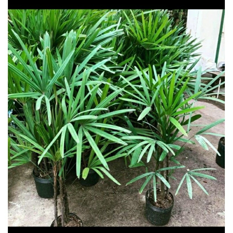 (BISA COD) TANAMAN HIAS PALEM REGU - PALEM REGU - TANAMAN INDOOR