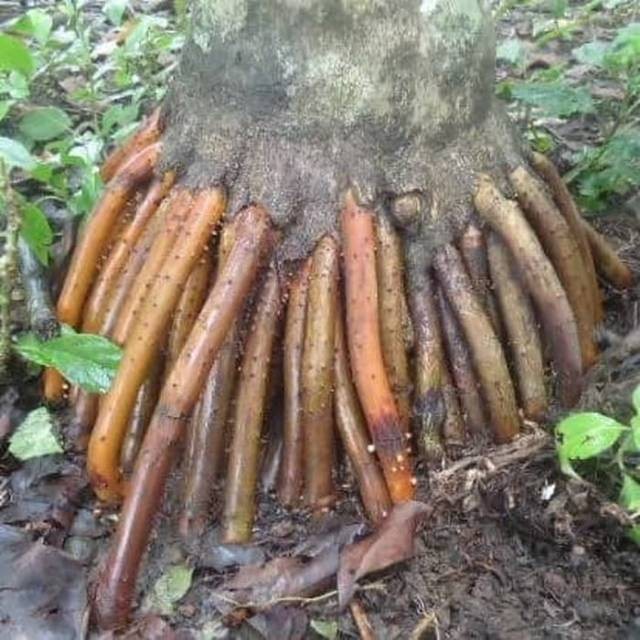 

Gelaskosong11 AKAR PINANG SEGAR 100 GRAM KC