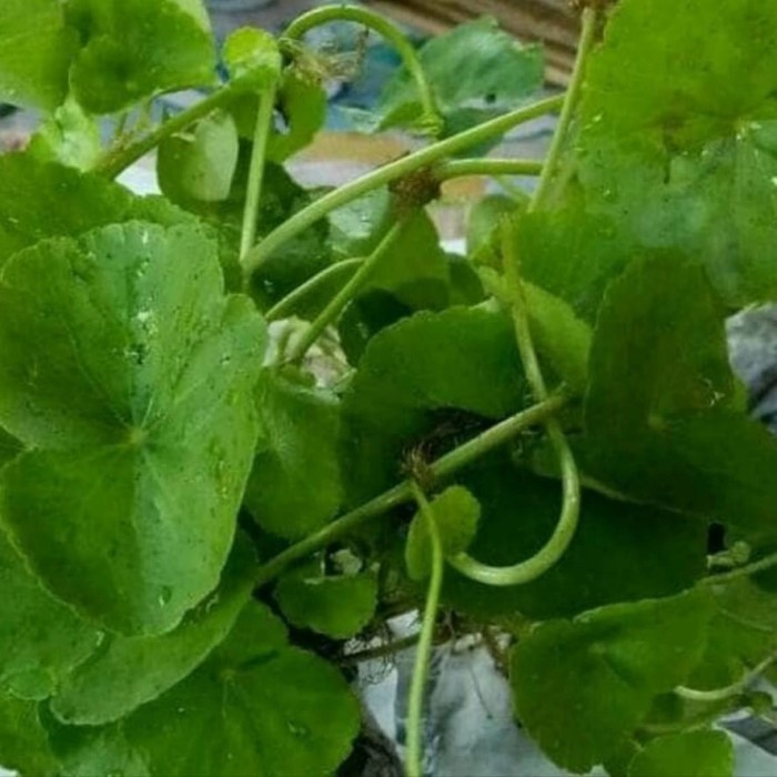 

promo Daun pegagan/Antanan segar 250 gram