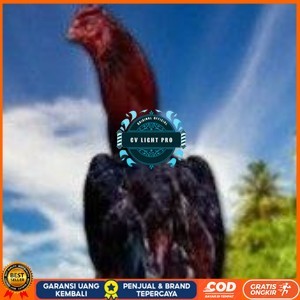 

telur ayam pelucker bangkok untuk di tetaskan CV LIGHT PRO