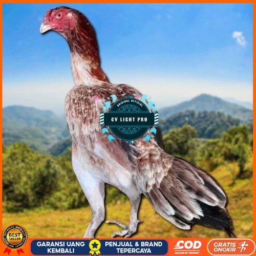 

telur ayam shamo eropa bisa untuk di tetaskan CV LIGHT PRO