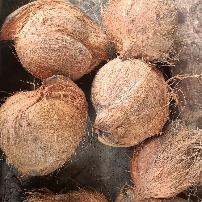 

TB-02 Kelapa Tua Sudah di Kupas