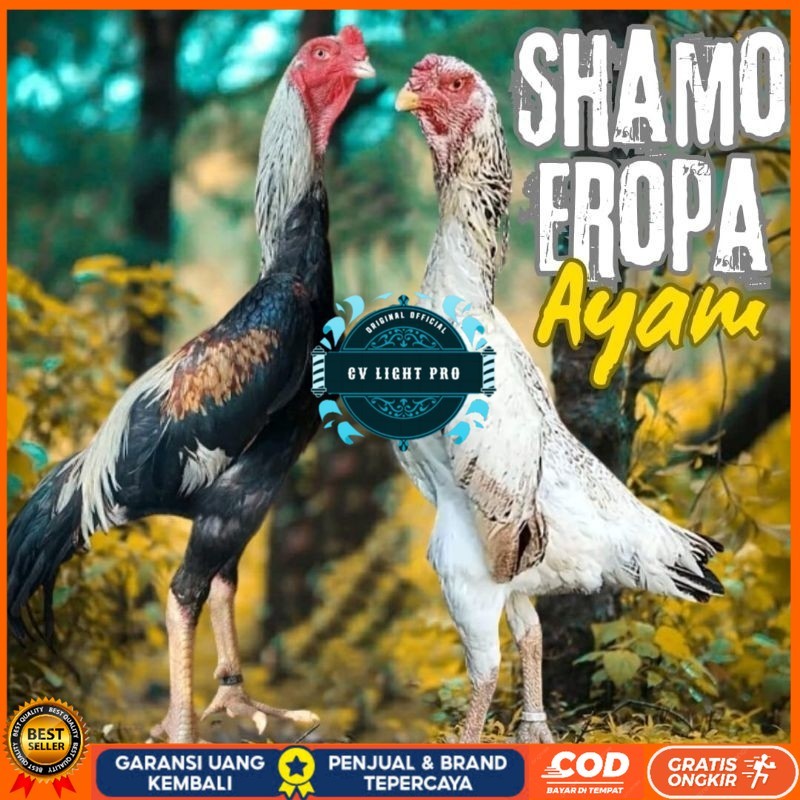 

telur ayam shamo eropa ori petarung bisa untuk di tetaskan CV LIGHT PRO