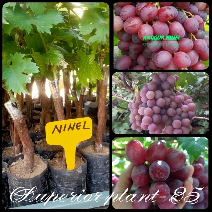 BIBIT TANAMAN ANGGUR IMPORT NINEL